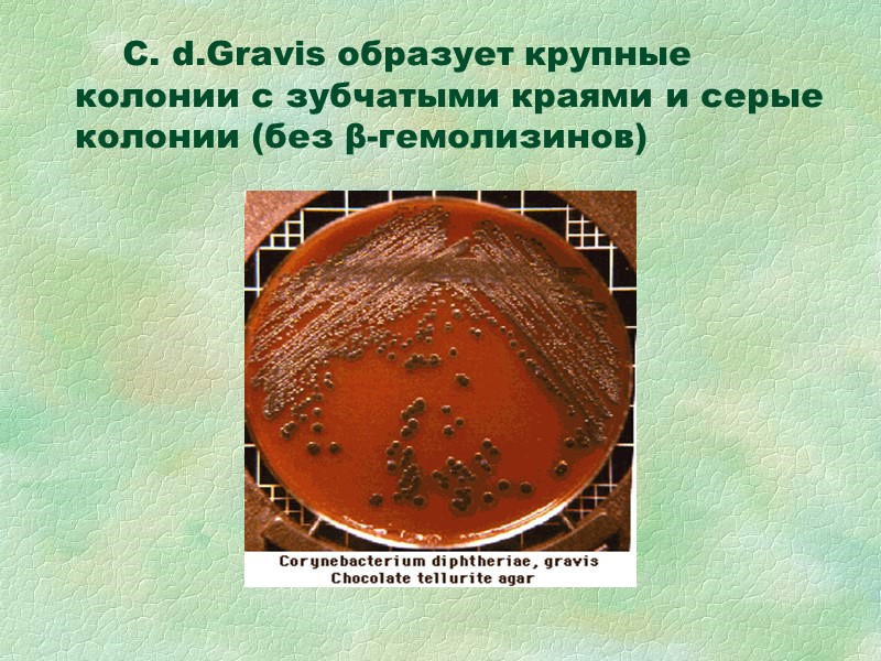 C. d.Gravis образует крупные колонии с зубчатыми краями и серые колонии (без β-гемолизинов)